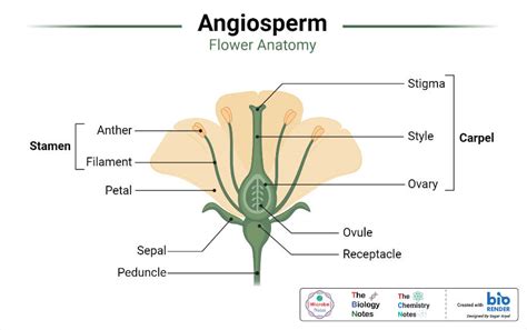 Characteristics, classification and key differences between angiosperm ... - muktibox.com