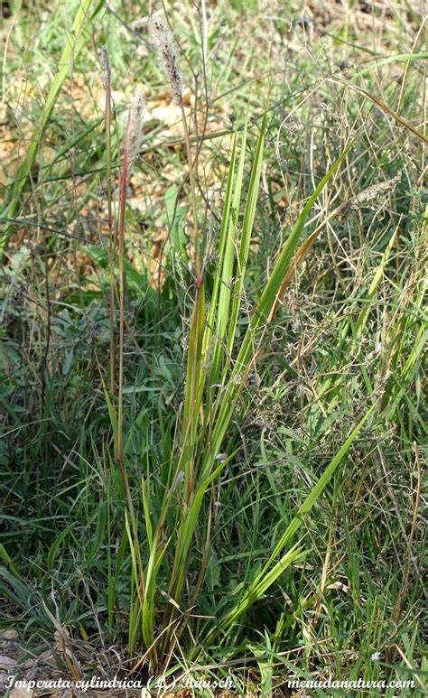 Characteristics and management of Imperata cylindrica (L.) … - raincitystudios.com