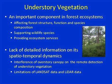 Characteristics of forest understory herbaceous vegetation and its ... - raincitystudios.com