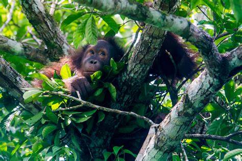 Characteristics of Nests and Nest Trees of the Bornean Orangutan ... - raincitystudios.com