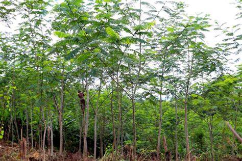 Characteristics of sengon (Paraserianthes falcataria) stands in forest ... - raincitystudios.com