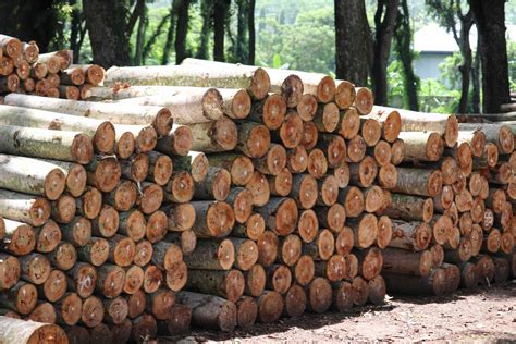 Characteristics of Wood Pellets from Sengon Tree (Albizia Chinensis ... - raincitystudios.com