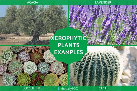 Characteristics of xerophytes & hydrophytes.pdf - muktibox.com