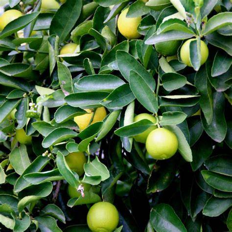 Characterization and Economic Feasibility of Citrus aurantifolia ‘Nimas ... - raincitystudios.com