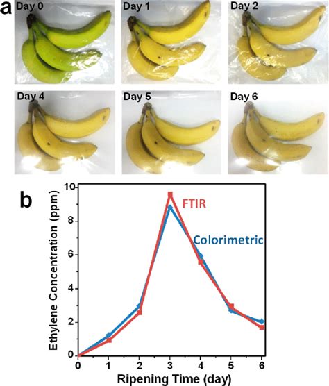 Characterization of Ripening Bananas by Monitoring the Amino Acid ... - wintechmobiles.com