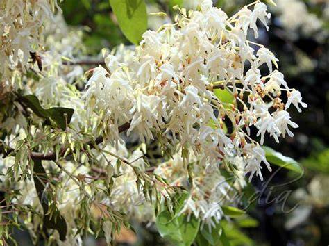 Characterization of the Fragrant Resin from Shorea roxburghii , a Lac ... - raincitystudios.com