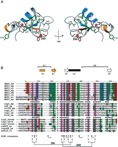 CHECKPOINT PROTEIN WITH FHA AND RING FINGER DOMAINS; CHFR