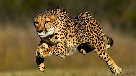 Cheetah | World Wildlife Fund - raincitystudios.com