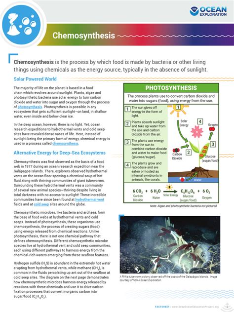 Chemosynthesis Fact Sheet - Deep Ocean Education … - muktibox.com