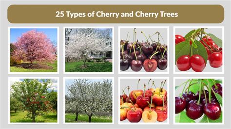 Cherry - raincitystudios.com
