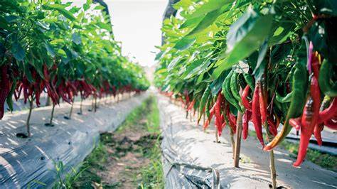 CHILI PEPPER DRIP IRRIGATION - raincitystudios.com