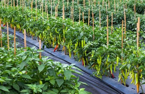Chilli Cultivation - Fertilizers and Crop Nutrition Guide | ICL India - raincitystudios.com
