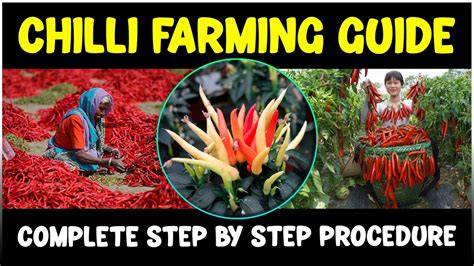 Chilli Farming Information | Farming Guide - Apni Kheti - raincitystudios.com