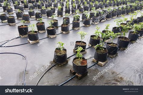 Chilli Fertigation royalty-free images - Shutterstock - raincitystudios.com