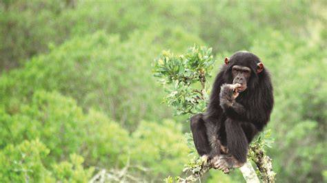 Chimpanzee Conservation - African Conservation Foundation - raincitystudios.com