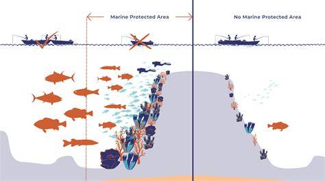 China's marine protected area system: Evolution, challenges, and new ... - raincitystudios.com