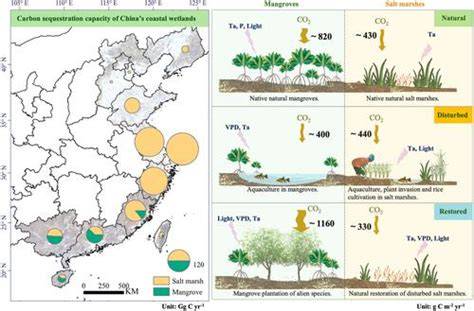 China’s coastal wetlands: Ecological challenges, restoration, and ... - raincitystudios.com