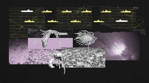 China’s deep-sea mining fleet spends little time mining ... - raincitystudios.com