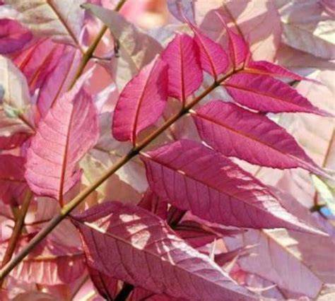 Chinese Mahogany (Toona sinensis) - raincitystudios.com