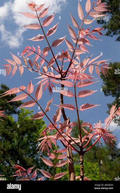 Chinese Mahogany | Yale Nature Walk - raincitystudios.com