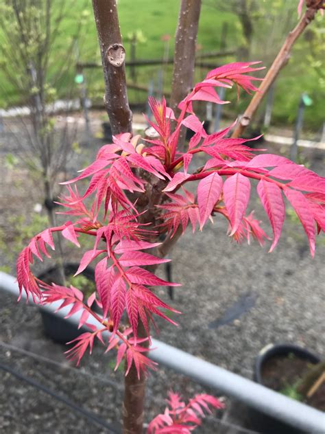 Chinese Toon Tree - Kahikatea Farm Certified Organic Nursery and ... - raincitystudios.com