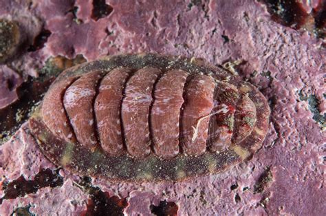 Chiton Animal Facts - Polyplacophora - A-Z Animals - muktibox.com