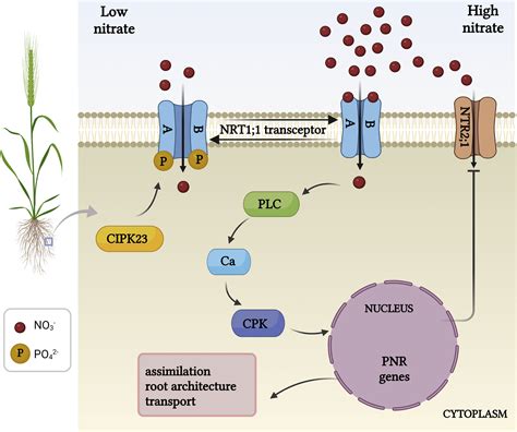 CHL1 functions as a nitrate sensor in plants - PubMed