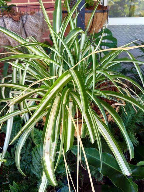 Chlorophytum: spider plant care guide - garden - raincitystudios.com