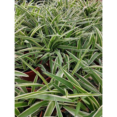 Chlorophytum comosum|spider plant/RHS Gardening - raincitystudios.com