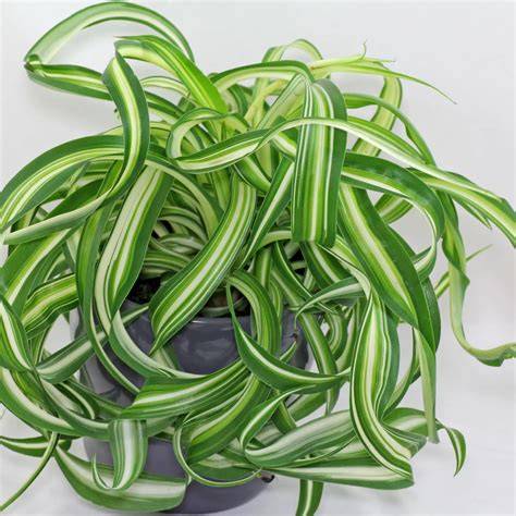 Chlorophytum comosum 'Bonnie' - Spider plant - raincitystudios.com