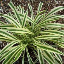 Chlorophytum comosum 'Gold Nugget' - Quackin' … - raincitystudios.com