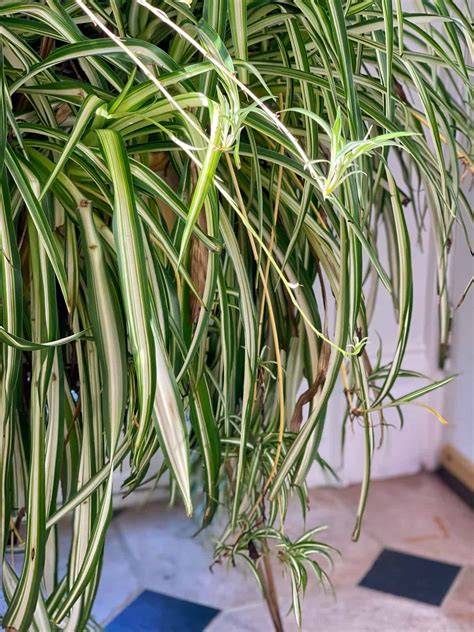 Chlorophytum Comosum | Spider plant | Spider … - raincitystudios.com