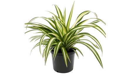 Chlorophytum comosum – PLANTBOOK - raincitystudios.com