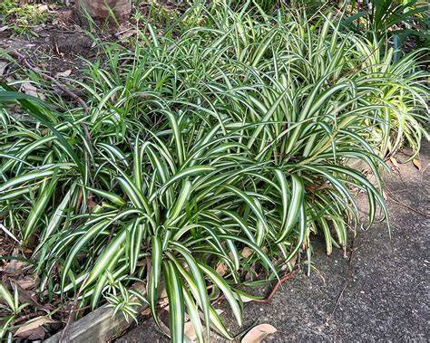 Chlorophytum comosum - Spider plant - raincitystudios.com