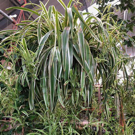 Chlorophytum comosum1 - raincitystudios.com