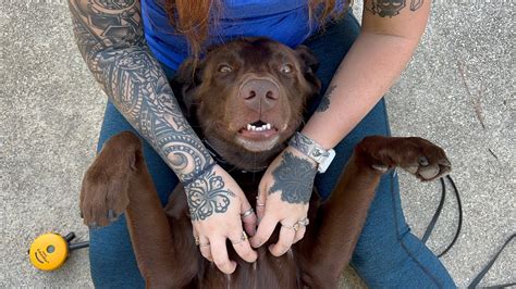 CHOCOLATE LAB REEF SERVICE DOG TRAIN YOUR SERVICE DOG …