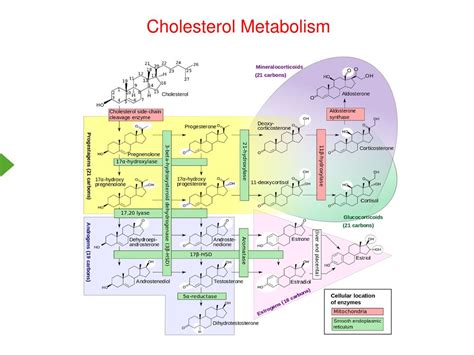 Cholesterol Metabolism - UTMB Health - muktibox.com