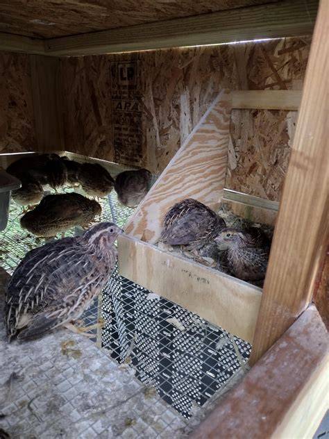 Choosing A Quail Setup - Hatching Time Blog - raincitystudios.com