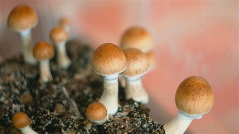 Choosing The Best Substrate For Button Mushrooms: Factors - raincitystudios.com