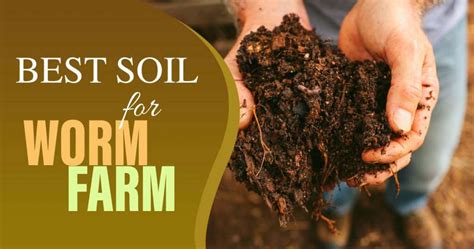 Choosing the Right Soil and Bedding for Your Worm Farm - raincitystudios.com