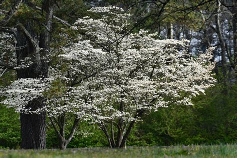 Choosing Trees Suitable for Inclined Landscapes - Live to Plant - raincitystudios.com
