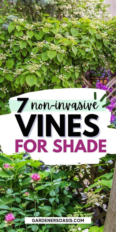 Choosing Zone 8 Vines For Shade - Gardening Know How - raincitystudios.com