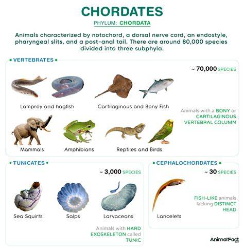 Chordate | Definition, Characteristics, & Facts | Britannica - raincitystudios.com