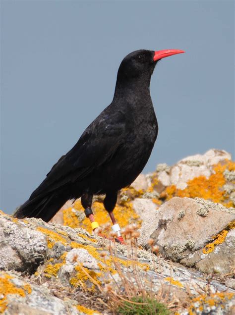 CHOUGH