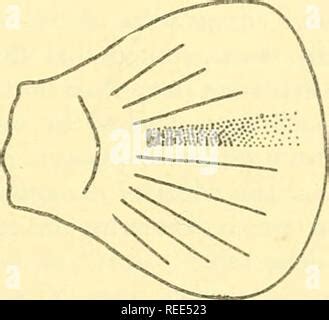 Chromatophores and color change : the comparative physiology of animal ... - muktibox.com