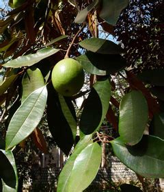 Chrysophyllum cainito Star Apple, Caimito PFAF Plant Database - raincitystudios.com