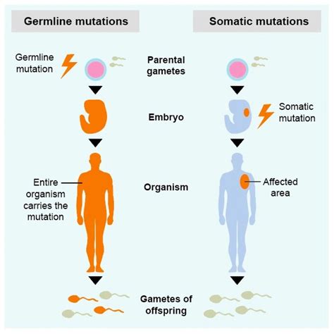 CHST6 Gene - Somatic Mutations in Cancer