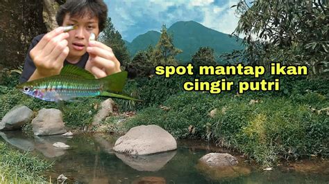 cingir putri - elchoricharrua.com