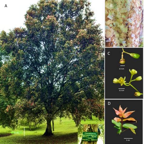 Cinnamomum burmanni Ness ex Dosen Fakultas Petanian Universitas ... - raincitystudios.com