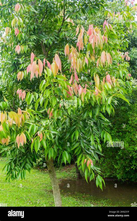 Cinnamomum cassia - raincitystudios.com